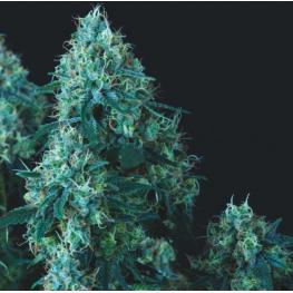 Black Cherry Punch Regular (x7)